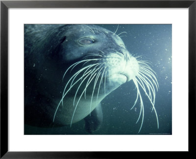 Common Seal, Adult Underwater by Liz Bomford Pricing Limited Edition Print image