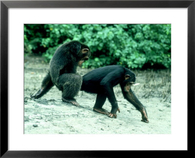 Common Chimpanzee, Mating, Africa by Clive Bromhall Pricing Limited Edition Print image
