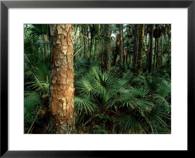 Subtropical Rainforest, Usa by Olaf Broders Pricing Limited Edition Print image