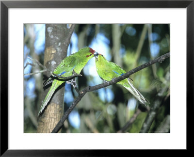 Red-Crowned Parakeet, Pair, N.Zealand by Robin Bush Pricing Limited Edition Print image