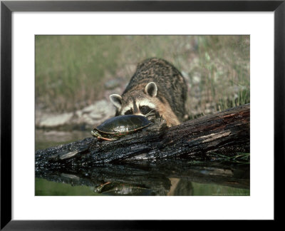 Raccoon, Procyon Lotor Approaching Turtle On Log by Alan And Sandy Carey Pricing Limited Edition Print image