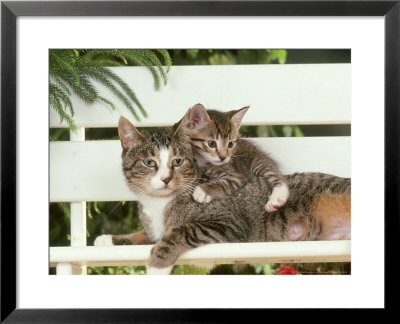 Tabby Cat, With Her Kitten Resting On White Bench by Alan And Sandy Carey Pricing Limited Edition Print image