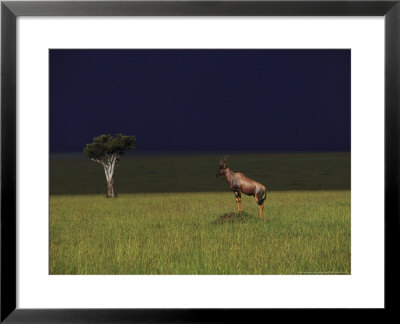Topidamaliscus Lunatuson Termite Moundmaasai Mara, Kenya by Alan And Sandy Carey Pricing Limited Edition Print image