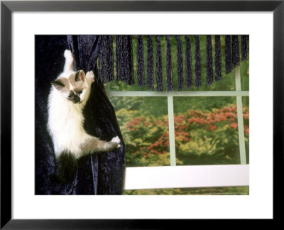 Rag Doll Kitten, Hanging On Curtain by Alan And Sandy Carey Pricing Limited Edition Print image