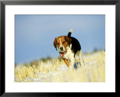 Beagle In Winter, Usa by Alan And Sandy Carey Pricing Limited Edition Print image