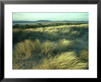Marram Grass, Dawlish Beach, Devon by David Cayless Pricing Limited Edition Print image