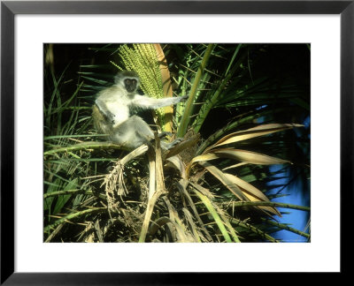 Vervet Monkey, Amboseli National Park, Kenya by Martyn Colbeck Pricing Limited Edition Print image