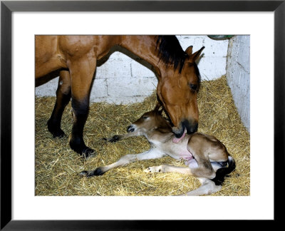 Mare And One Day Old Foal In Stable, France by Alain Christof Pricing Limited Edition Print image