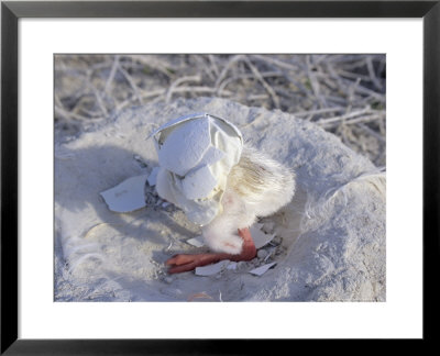 West Indian Flamingo, Chick With Egg Shell On Head, Bahamas by Daniel Cox Pricing Limited Edition Print image