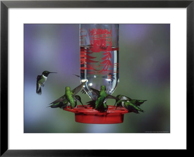 Ruby-Throated Hummingbird At Feeder, Illinois by Daybreak Imagery Pricing Limited Edition Print image