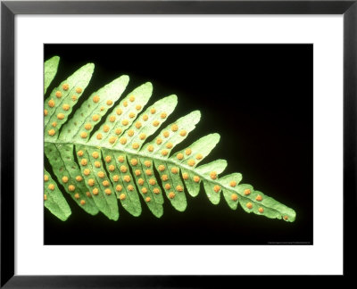 Polypody Fern, Masses Of Sporangia, The Sponge Bearing Structures by David M. Dennis Pricing Limited Edition Print image