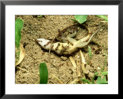 Red Fire Ants, Attacking Lizard, Usa by David M. Dennis Pricing Limited Edition Print image