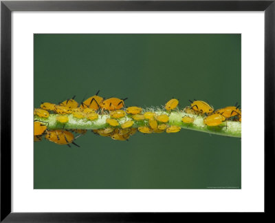 Milkweed Aphid by David M. Dennis Pricing Limited Edition Print image