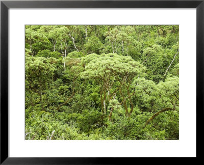 Scalesia Forest, Santa Cruz Island, Ecuador by David M. Dennis Pricing Limited Edition Print image