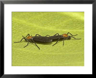 Love Bugs, Mating by David M. Dennis Pricing Limited Edition Print image