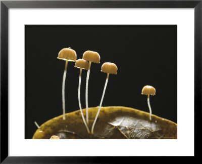 Mushrooms, Costa Rica by David M. Dennis Pricing Limited Edition Print image