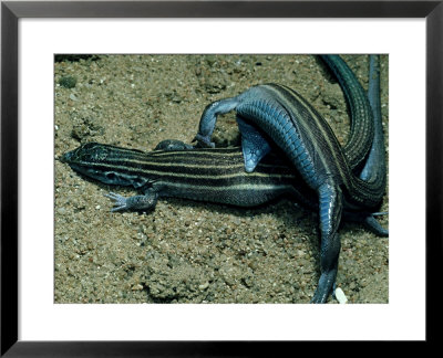 Lizards, Mating Posture, Usa by Philip J. Devries Pricing Limited Edition Print image