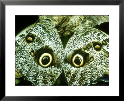 Owl Butterfly, Bci, Panama by Philip J. Devries Pricing Limited Edition Print image