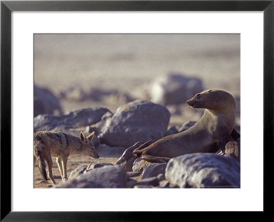 Black-Backed Jakal, And Cape Fur Seal, Cape Cross Seal Colony, Namibia by Chris And Monique Fallows Pricing Limited Edition Print image