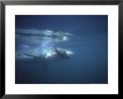 Great White Shark, Underwater With Cape Fur Seal At Seal Island, South Africa, Atlantic Ocean by Chris And Monique Fallows Pricing Limited Edition Print image