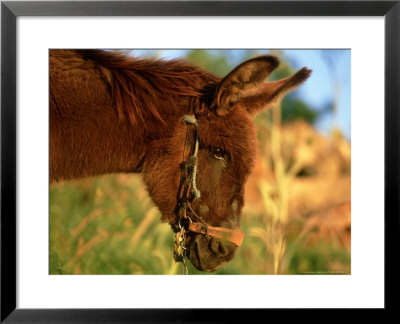Donkey, Lake Bafa, Western Turkey by Berndt Fischer Pricing Limited Edition Print image