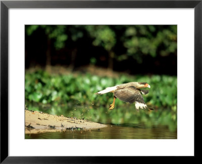 Crested Caracara, Flying, Mato Grosso, Brazil by Berndt Fischer Pricing Limited Edition Print image