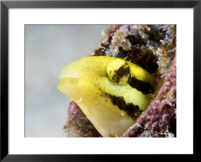 Striped Poison-Fang Blenny, Mabul Island, Malaysia by David B. Fleetham Pricing Limited Edition Print image