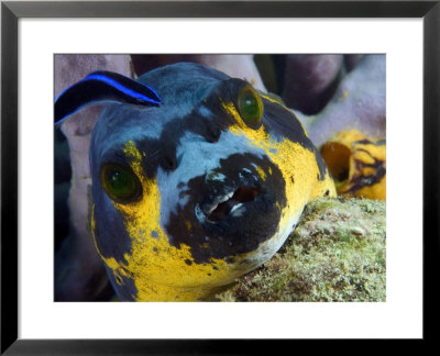 Bluestreak Cleaner Wrasse, With Guineafowl Puffer, Malaysia by David B. Fleetham Pricing Limited Edition Print image