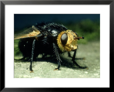 Tachinid Fly, Imago, Staffs by David Fox Pricing Limited Edition Print image