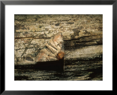 Rosy Minor Moth, Imago At Rest, Eakring, Uk by David Fox Pricing Limited Edition Print image