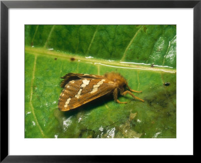 Gold Swift Moth, Imago At Rest, Eakring, Uk by David Fox Pricing Limited Edition Print image