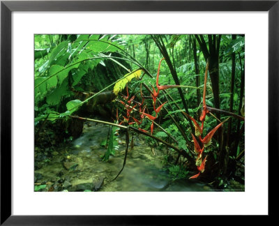 Heliconia, Costa Rica by Michael Fogden Pricing Limited Edition Print image