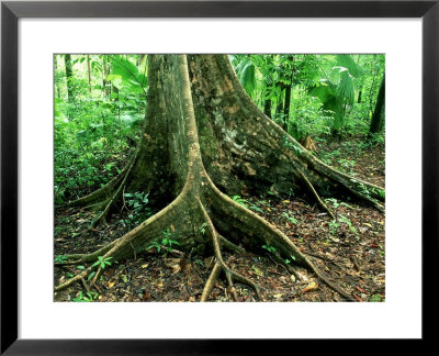 Buttress Roots In Rainforest, Sulawesi by Michael Fogden Pricing Limited Edition Print image