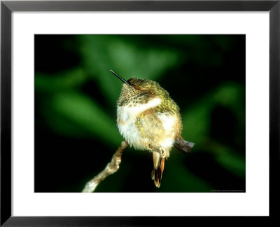 Scintillant Hummingbird, Male Sleeping, Costa Rica by Michael Fogden Pricing Limited Edition Print image