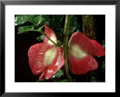Paulinia Species, Rainforest, Costa Rica by Michael Fogden Pricing Limited Edition Print image