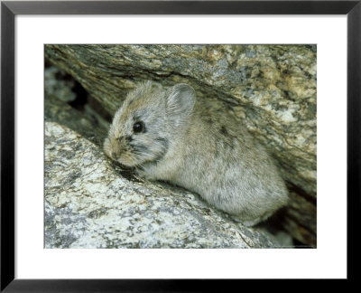 Mount Everest Pika, Everest Region, Nepal by Paul Franklin Pricing Limited Edition Print image