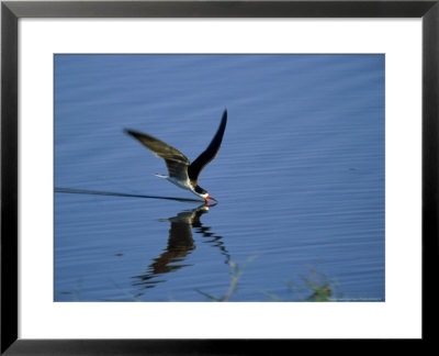 Skimmer, Feeding, Botswana by Patricio Robles Gil Pricing Limited Edition Print image