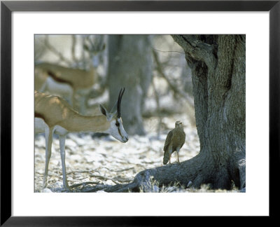 Springbok, Standing, Namibia by Patricio Robles Gil Pricing Limited Edition Print image