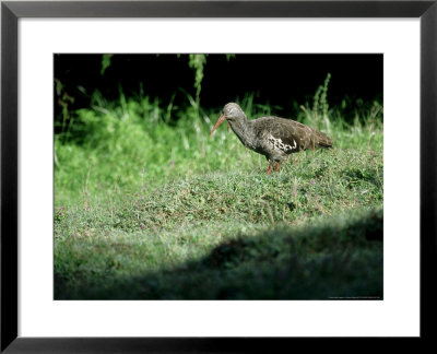 Wattled Ibis, Single, Ethiopia by Patricio Robles Gil Pricing Limited Edition Print image