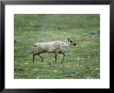 Caribou, Migration, Canada by Patricio Robles Gil Pricing Limited Edition Print image