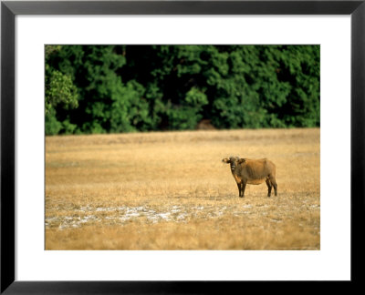 African Forest Buffalo, Standing, Africa by Patricio Robles Gil Pricing Limited Edition Print image