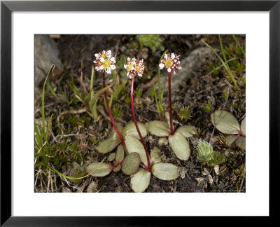 Saxifraga Aprica, 11,000 Ft In The Sierra Nevada, Usa by Bob Gibbons Pricing Limited Edition Print image
