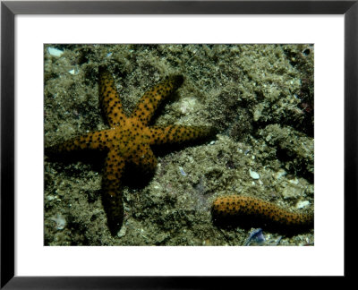 Seastar, Queensland, Australia by Karen Gowlett-Holmes Pricing Limited Edition Print image