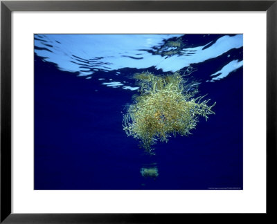 Sargassum Weed, Bermuda by Laurence Gould Pricing Limited Edition Print image