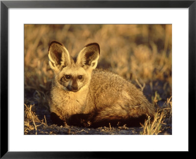 Bat-Eared Fox Resting On Ground, Southern Africa by Mark Hamblin Pricing Limited Edition Print image