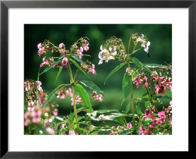 Himalayan Balsam In Flower Along River Derwent, Uk by Mark Hamblin Pricing Limited Edition Print image