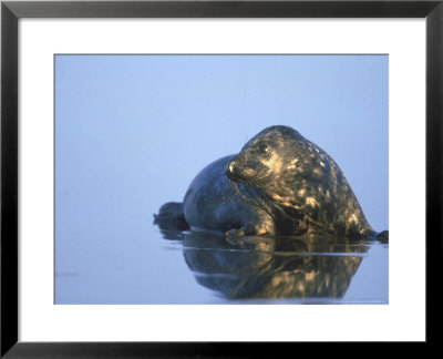 Grey Seal, Halichoerus Grypus Pup In Shallow Water by Mark Hamblin Pricing Limited Edition Print image