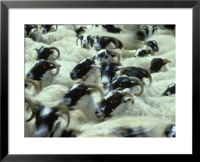Scottish Black-Faced Sheep, Ovis Aries Group In Sheep Pen Scotland, Uk by Mark Hamblin Pricing Limited Edition Print image