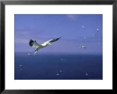 Gannet, Sula Bassana In Flight Bass Rock by Mark Hamblin Pricing Limited Edition Print image