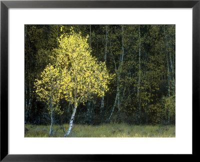 Silver Birch, Betula Pendula Single Tree In Autumn, Scotland by Mark Hamblin Pricing Limited Edition Print image